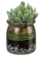 Jar Succulent