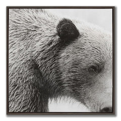 Closer Look ( Bear)