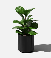 Demi Planter- 12"