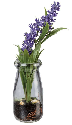 Jar Succulent
