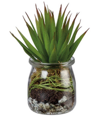Jar Succulent