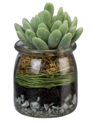 Jar Succulent