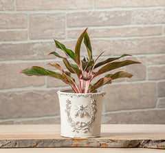 Planter Embossed with Bee