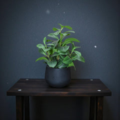Samaa Table Planter