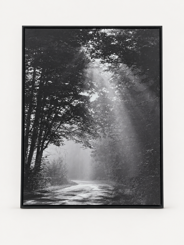 Sunbeam forest black and white photograph in a black frame